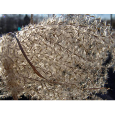 Міскантус китайський Граціелла | Miscanthus sinensis Graziella | Мискантус китайский Грациелла