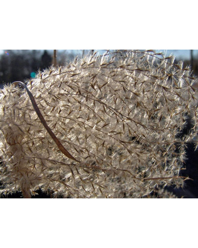 Міскантус китайський Граціелла | Miscanthus sinensis Graziella | Мискантус китайский Грациелла