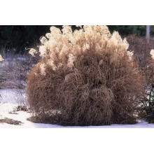Міскантус китайський Граціелла | Miscanthus sinensis Graziella | Мискантус китайский Грациелла