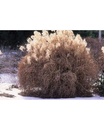 Міскантус китайський Граціелла | Miscanthus sinensis Graziella | Мискантус китайский Грациелла