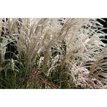 Міскантус китайський Граціелла | Miscanthus sinensis Graziella | Мискантус китайский Грациелла