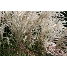Міскантус китайський Граціелла | Miscanthus sinensis Graziella | Мискантус китайский Грациелла