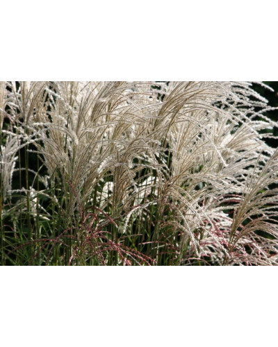 Міскантус китайський Граціелла | Miscanthus sinensis Graziella | Мискантус китайский Грациелла
