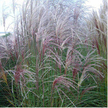 Міскантус китайський Граціелла | Miscanthus sinensis Graziella | Мискантус китайский Грациелла