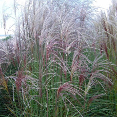 Міскантус китайський Граціелла | Miscanthus sinensis Graziella | Мискантус китайский Грациелла