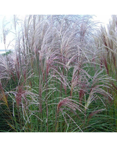 Міскантус китайський Граціелла | Miscanthus sinensis Graziella | Мискантус китайский Грациелла