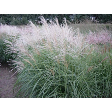 Міскантус китайський Граціелла | Miscanthus sinensis Graziella | Мискантус китайский Грациелла