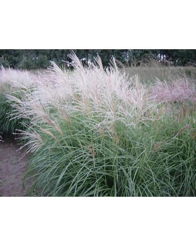 Міскантус китайський Граціелла | Miscanthus sinensis Graziella | Мискантус китайский Грациелла