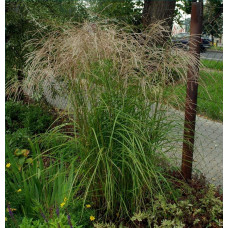 Міскантус китайський Граціелла | Miscanthus sinensis Graziella | Мискантус китайский Грациелла