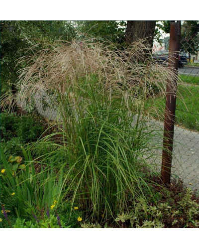 Міскантус китайський Граціелла | Miscanthus sinensis Graziella | Мискантус китайский Грациелла