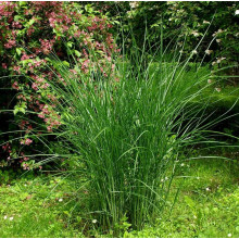 Міскантус китайський Граціелла | Miscanthus sinensis Graziella | Мискантус китайский Грациелла