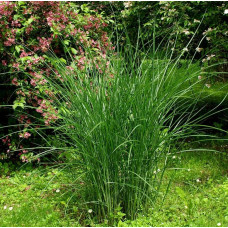 Міскантус китайський Граціелла | Miscanthus sinensis Graziella | Мискантус китайский Грациелла