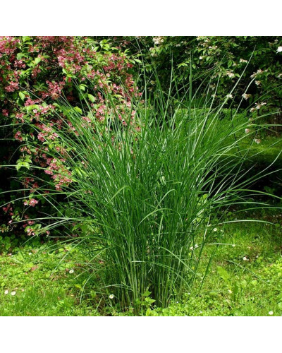 Міскантус китайський Граціелла | Miscanthus sinensis Graziella | Мискантус китайский Грациелла