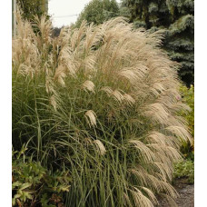Міскантус китайський Граціелла | Miscanthus sinensis Graziella | Мискантус китайский Грациелла