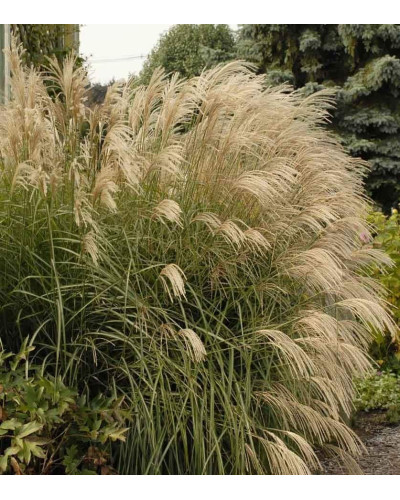 Міскантус китайський Граціелла | Miscanthus sinensis Graziella | Мискантус китайский Грациелла