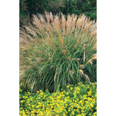 Міскантус китайський Адажіо | Miscanthus sinensis Adagio | Мискантус китайский Адажио