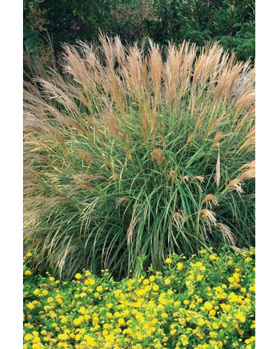 Міскантус китайський Адажіо | Miscanthus sinensis Adagio | Мискантус китайский Адажио