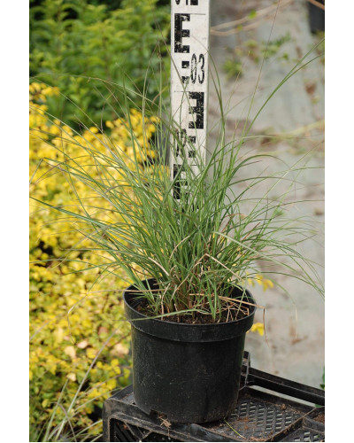 Міскантус китайський Адажіо | Miscanthus sinensis Adagio | Мискантус китайский Адажио