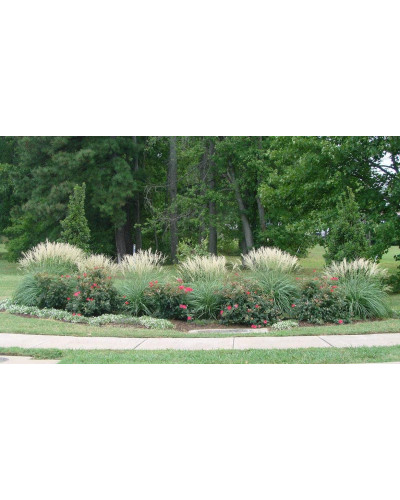 Міскантус китайський Адажіо | Miscanthus sinensis Adagio | Мискантус китайский Адажио