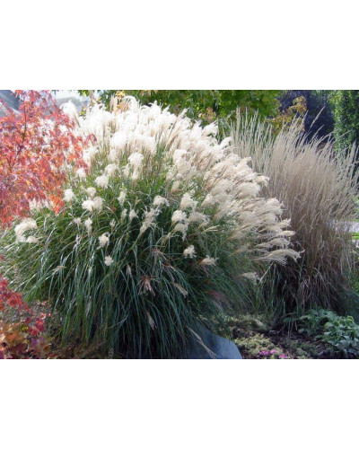 Міскантус китайський Адажіо | Miscanthus sinensis Adagio | Мискантус китайский Адажио
