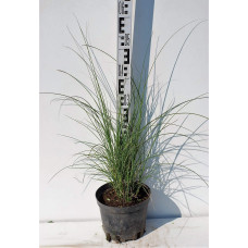 Міскантус китайський Адажіо | Miscanthus sinensis Adagio | Мискантус китайский Адажио