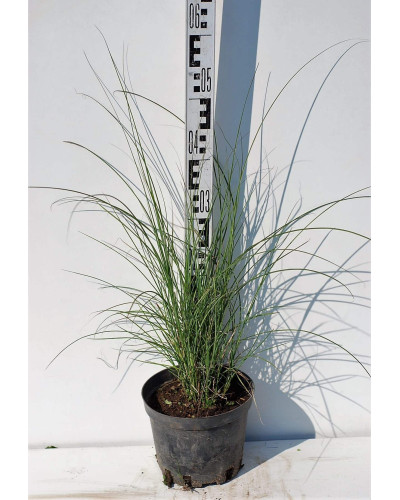 Міскантус китайський Адажіо | Miscanthus sinensis Adagio | Мискантус китайский Адажио