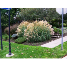 Міскантус китайський Адажіо | Miscanthus sinensis Adagio | Мискантус китайский Адажио