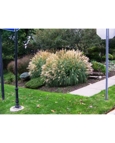 Міскантус китайський Адажіо | Miscanthus sinensis Adagio | Мискантус китайский Адажио
