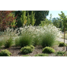 Міскантус китайський Адажіо | Miscanthus sinensis Adagio | Мискантус китайский Адажио
