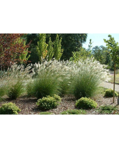 Міскантус китайський Адажіо | Miscanthus sinensis Adagio | Мискантус китайский Адажио