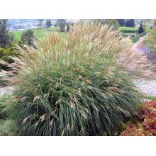 Міскантус китайський Адажіо | Miscanthus sinensis Adagio | Мискантус китайский Адажио