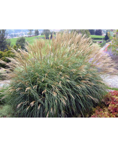 Міскантус китайський Адажіо | Miscanthus sinensis Adagio | Мискантус китайский Адажио