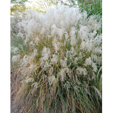 Міскантус китайський Адажіо | Miscanthus sinensis Adagio | Мискантус китайский Адажио