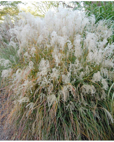 Міскантус китайський Адажіо | Miscanthus sinensis Adagio | Мискантус китайский Адажио