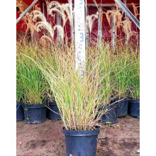 Міскантус китайський Адажіо | Miscanthus sinensis Adagio | Мискантус китайский Адажио