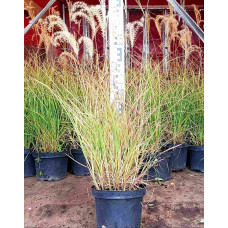 Міскантус китайський Адажіо | Miscanthus sinensis Adagio | Мискантус китайский Адажио