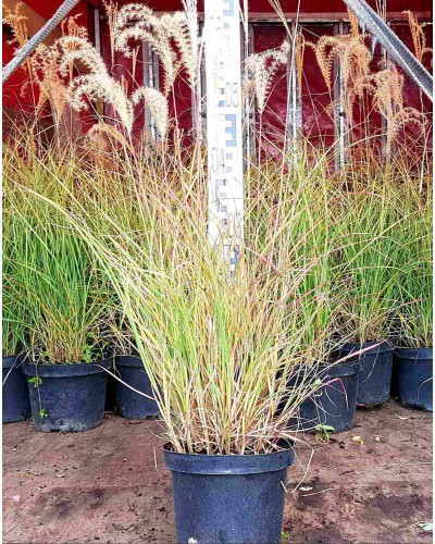 Міскантус китайський Адажіо | Miscanthus sinensis Adagio | Мискантус китайский Адажио