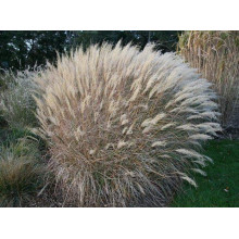 Міскантус китайський Адажіо | Miscanthus sinensis Adagio | Мискантус китайский Адажио