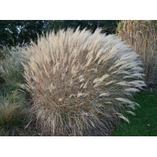 Міскантус китайський Адажіо | Miscanthus sinensis Adagio | Мискантус китайский Адажио