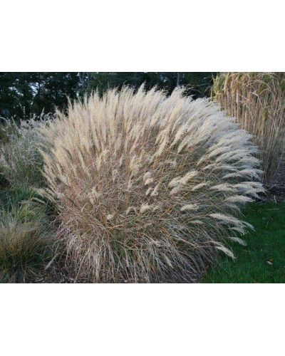 Міскантус китайський Адажіо | Miscanthus sinensis Adagio | Мискантус китайский Адажио