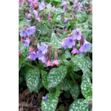 Медунка цукрова Місіс Мун / Тімс Сільвер | Pulmonaria saccharata Mrs Moon / Tim’s Silver | Медуница сахарная Миссис Мун / Тимс Сильвер