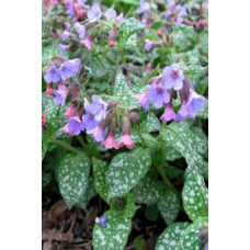 Медунка цукрова Місіс Мун / Тімс Сільвер | Pulmonaria saccharata Mrs Moon / Tim’s Silver | Медуница сахарная Миссис Мун / Тимс Сильвер