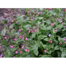 Медунка цукрова Місіс Мун / Тімс Сільвер | Pulmonaria saccharata Mrs Moon / Tim’s Silver | Медуница сахарная Миссис Мун / Тимс Сильвер