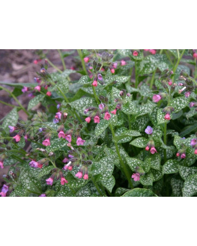 Медунка цукрова Місіс Мун / Тімс Сільвер | Pulmonaria saccharata Mrs Moon / Tim’s Silver | Медуница сахарная Миссис Мун / Тимс Сильвер
