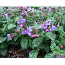 Медунка цукрова Місіс Мун / Тімс Сільвер | Pulmonaria saccharata Mrs Moon / Tim’s Silver | Медуница сахарная Миссис Мун / Тимс Сильвер