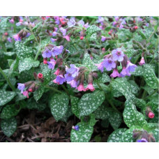 Медунка цукрова Місіс Мун / Тімс Сільвер | Pulmonaria saccharata Mrs Moon / Tim’s Silver | Медуница сахарная Миссис Мун / Тимс Сильвер