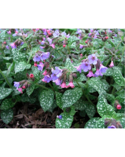 Медунка цукрова Місіс Мун / Тімс Сільвер | Pulmonaria saccharata Mrs Moon / Tim’s Silver | Медуница сахарная Миссис Мун / Тимс Сильвер