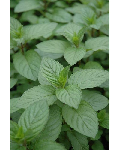 М’ята перцева Чоколат/Шоколад | Mentha piperita Chocolate | Мята перечная Чоколат/Шоколад