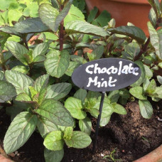 М’ята перцева Чоколат/Шоколад | Mentha piperita Chocolate | Мята перечная Чоколат/Шоколад