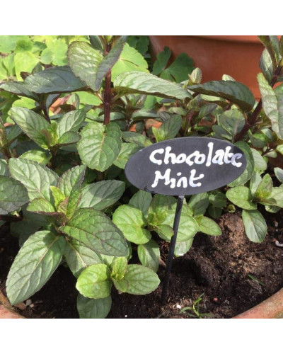 М’ята перцева Чоколат/Шоколад | Mentha piperita Chocolate | Мята перечная Чоколат/Шоколад